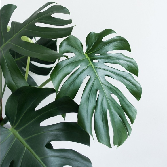 Meet your posher, Kaiya - Picture 1 of 1